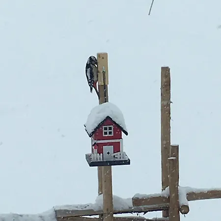 New And Cozy Family On *