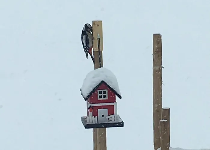 New And Cozy Family On *