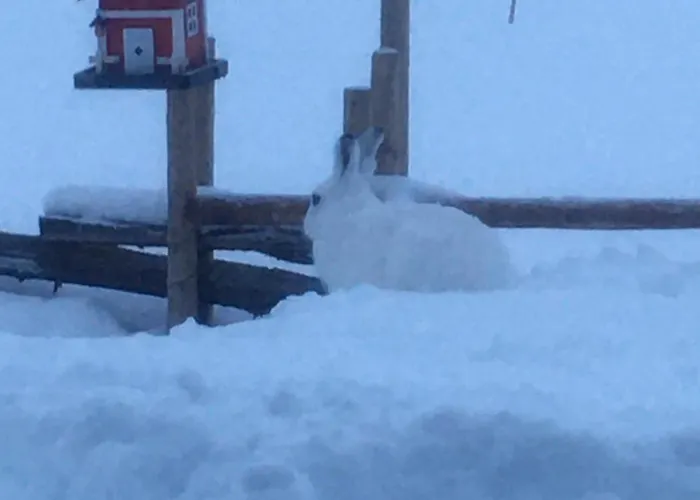 New And Cozy Family On Semesterbostad Golsfjellet