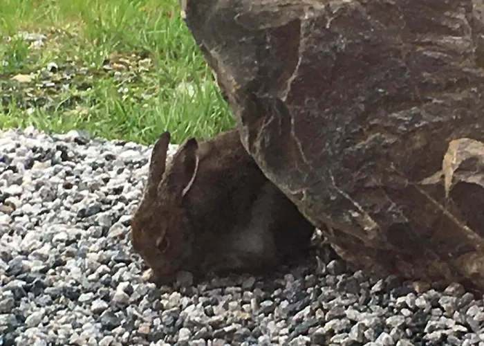 New And Cozy Family On