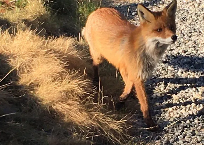 Ferienhaus New And Cozy Family On